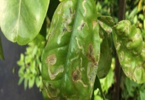 柚子树掉叶子是什么原因？