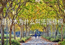 悬铃木为什么叫法国梧桐