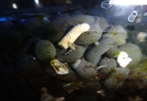 荷花缸里有虫子用什么药