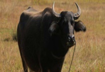 牛为什么会往外吐草 牛的品种发展