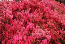 杜鹃花能吃吗 附五大品系