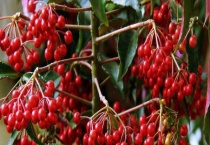 生吃富贵子可以吗 附其繁殖多久？