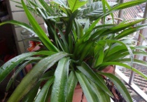 百合的种子在哪里