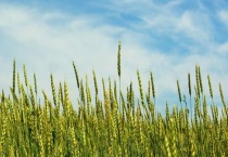 什么是小麦黑脚病？如何降低小麦感染黑脚病的几率？小麦黑脚病原因？