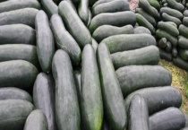 黑皮冬瓜在什么时候种 应该怎么种