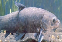 青鱼的价格是多少 青鱼和草鱼有什么区别？？