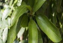 糖胶树有毒吗？