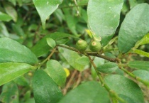 牛奶树的果子为什么长在树干上