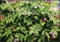 月季叶子上有白点原因？