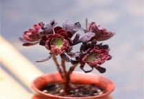 多肉法师用什么肥料