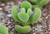 熊童子怎么砍头