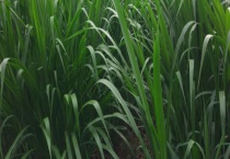 象草与皇竹草有什么不同 附两者基本情况介绍