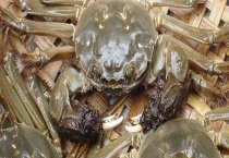 什么是大闸蟹2688型 大闸蟹的产地在哪里