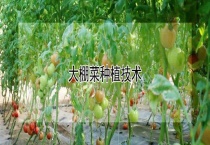 大棚菜种植技术