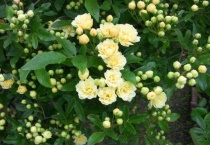 黄木香一年长多高