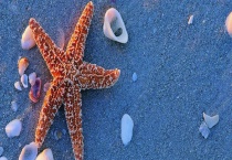 海星的繁殖方法 吃海星中毒怎么办？