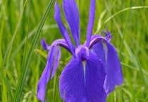 鸢尾花移栽时间