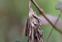 白囊蓑蛾形态特征 防治方法是什么？