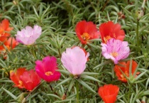 太阳花刚剪下来可以马上栽吗？