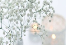 象征爱情的盆栽有什么？