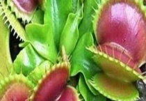 食虫草黑了怎么办？