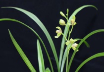 建兰跟大花蕙兰的区别？