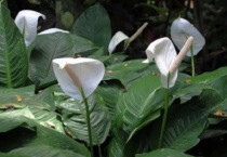 一帆风顺的养殖多久？