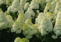 石灰灯绣球的养法