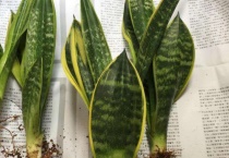 黄金兰是虎皮兰吗？