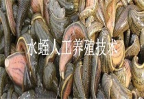 水蛭人工养殖技术