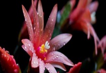 仙指兰和蟹爪兰区别？