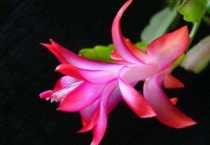 蟹爪兰要死怎么办？