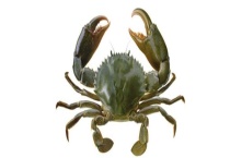 死了的青蟹可以吃吗 青蟹有哪些保存多久？