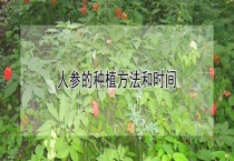 人参的种植方法和时间