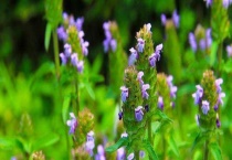 夏枯草产地在哪里？夏枯草的产地环境