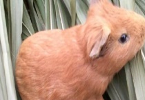 黄豚养殖场地的建设方法 附饲养密度