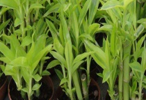 富贵竹的水发臭怎么办 发臭原因是什么？