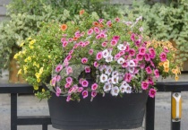 舞春花一年四季开花吗？