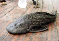 清道夫在原产地的天敌是什么？