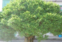 冬天移栽黄杨树能活吗？