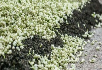 茉莉花茶属于什么茶叶