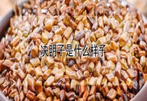 决明子是什么样子