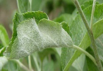 苹果白粉病的防治方法 发病条件是什么？