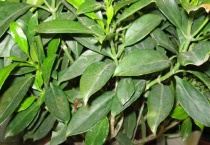 非洲茉莉叶子发黄掉叶片