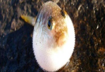 河豚生吃是否可以 河豚的加工多久？