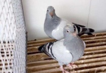 幼鸽多少天单独吃食