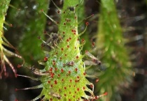 什么是露叶毛毡苔