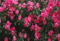 月季花籽催芽多久？