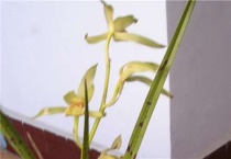 惠兰花怎么养殖方法和注意事项