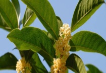 桂花叶子发黄原因及解决方法 需注意浇水量